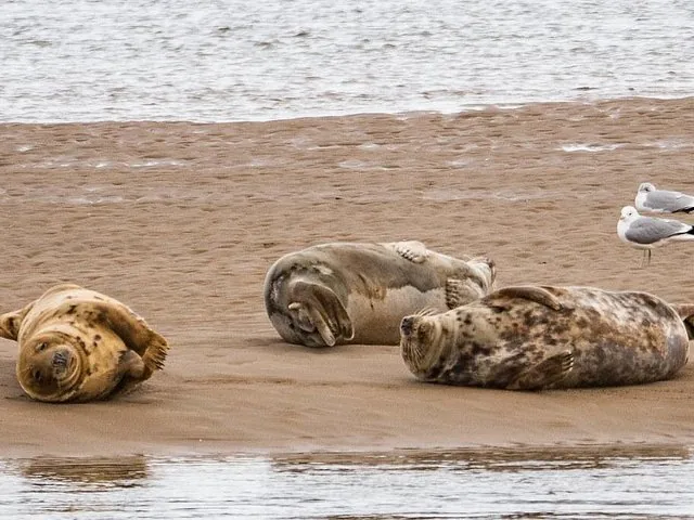 Drei Robben ruhen an einem Sandstrand neben zwei Möwen.